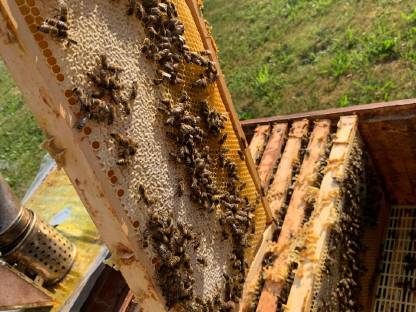 Bild 3:Sommertracht-Honig