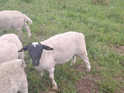 Bild 2:Dorper Schafe