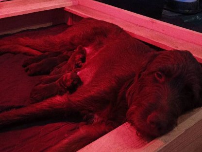 Bild 2:Pudelpointer Welpen mit FCI-Papieren