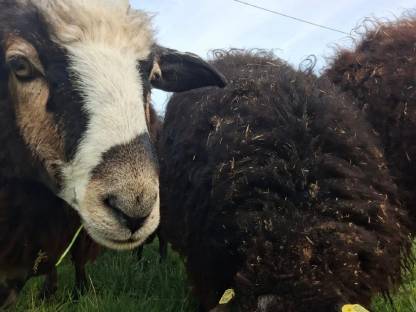 Bild 6:Krainer Steinschafe vom Herdezuchtbetrieb