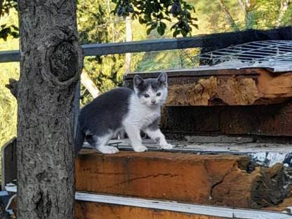 Babykatzen
