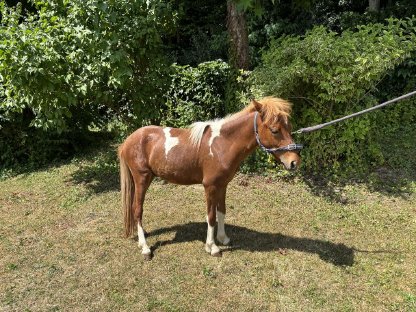 Bild 4:AMHA Hengst, 16 Monate alt