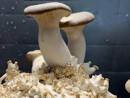 Bild 7:Neue Chancen für Ihren Betrieb: Pilzzucht