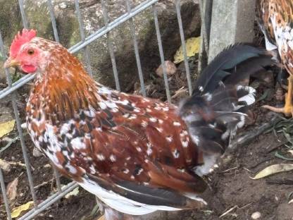 Bild 2:Blumenhühner (Hahn)