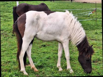 Bild 3:Jährling, Isländer-Stute, Islandpferde