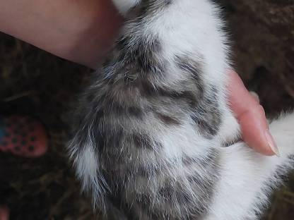 Kater