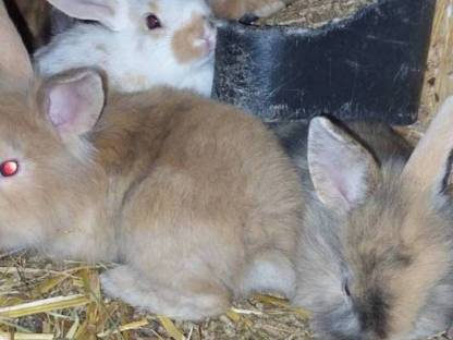 Bild 8:Hasen Satin und Löwenkopf