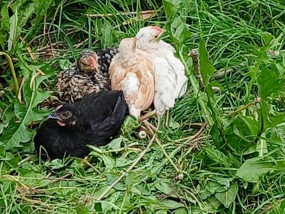 Bild 4:Verschiedene Gockel