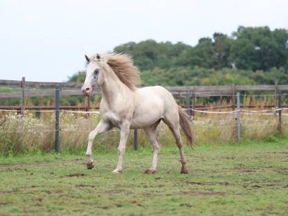 Bild 3:3-jähriger Appaloosa