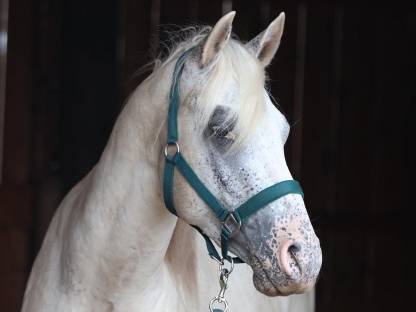 Bild 2:3-jähriger Appaloosa