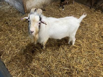 Bild 3:Ziegenfamilie