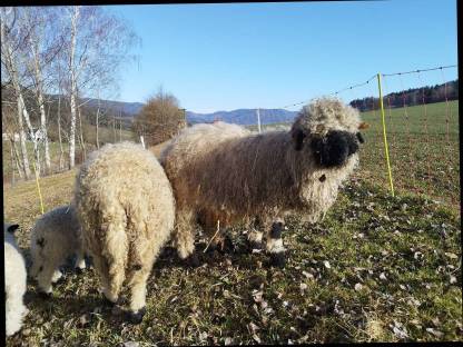 Walliser Schwarznasenwidder