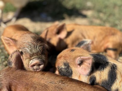 Bild 4:Warum Kune Kune besser sind als 'Minischweine'