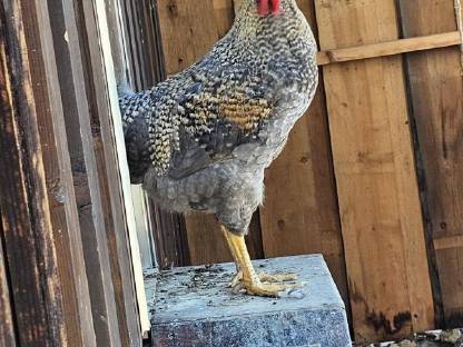 Bild 2:Gockel zu verschenken