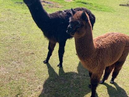 Bild 4:Alpaka Junghengst