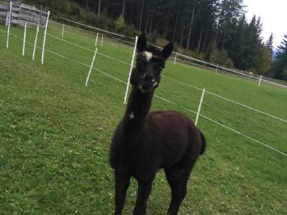 Bild 3:Alpakahengst
