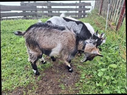 Bild 2:Zwergziegenbock