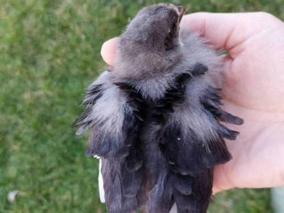 Strupphuhn/Maransküken
