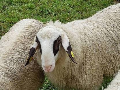 Brillenschaf Jungwidder Bio