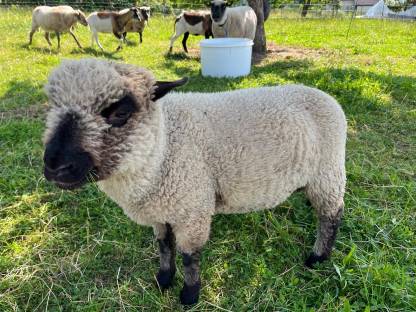 Shropshire Bocklamm