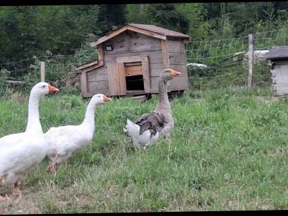 Gänse