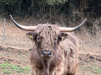 Bild 5:Hochlandrinder