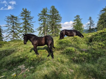 Bild 2:Noriker Hengstfohlen