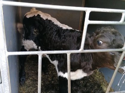 Pinzgauer Bullenkalb