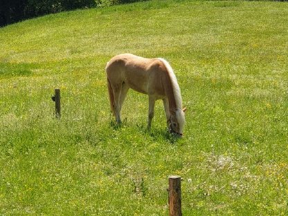 Bild 4:Haflinger Stute