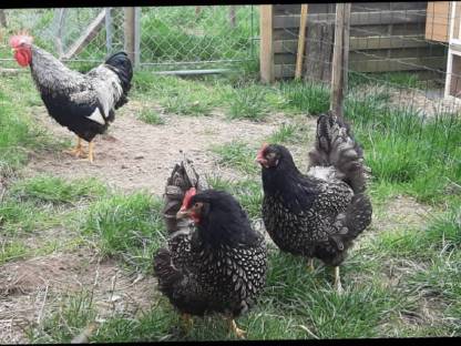 Bild 2:Barnevelder Bruteier