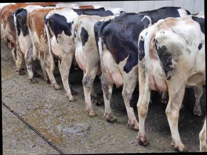 Holstein Kühe 1. Laktation