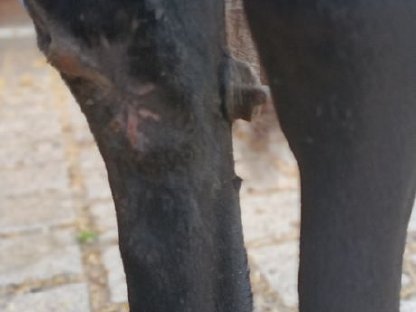 Bild 2:Huzulen Stute