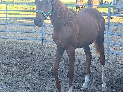 Bild 3:Warmblut Stute