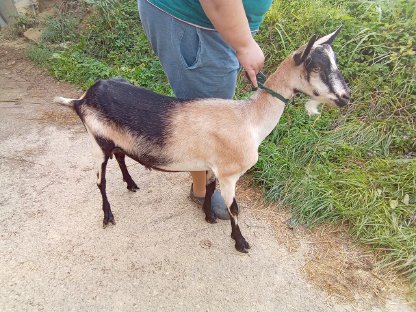 Bild 2:Ziege weiblich