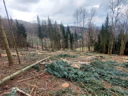 Bild 5:Forstdienstleistung Forstarbeit in Niederösterreich
