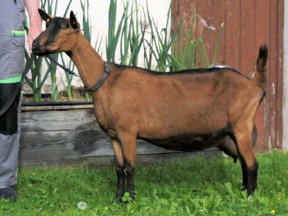 BDE Ziegen in Milch und 2 w Jungtiere aus HB-Zucht