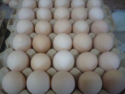 Bild 4:Bio-Althennen zum Weiterlegen