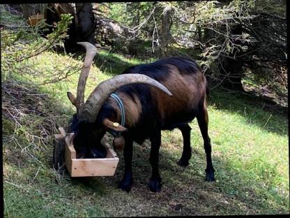 Pinzgauer Bock