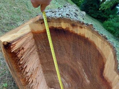 Bild 6:Ulmen Rüster Bloche