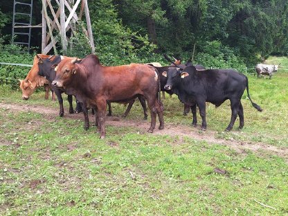 Bild 3:Verkaufe Zwerg Zebu Stiere