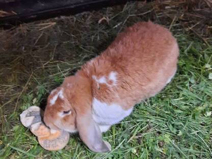 Bild 7:Deutsche Widder Rammler