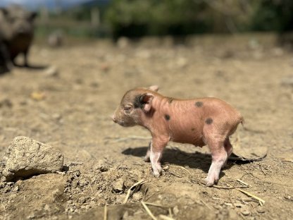 Bild 6:Microschweine