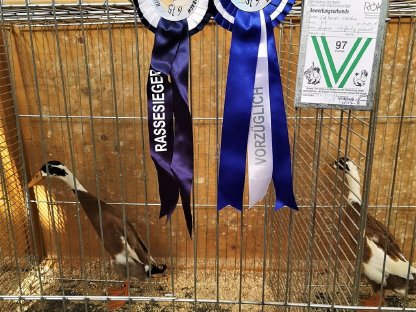 Bild 3:Laufenten Paare in rehfarbig weißgescheckt zu verkaufen