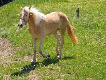 Bild 2:Haflinger Stute