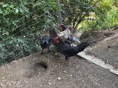 Bild 4:Junge Hähne zu verschenken