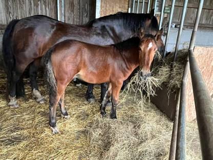 Bild 3:Noriker Hengstfohlen