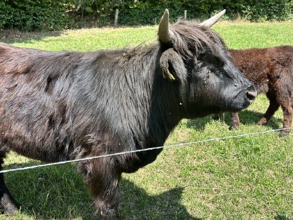 Bild 8:Hochlandrinder Kalbinnen
