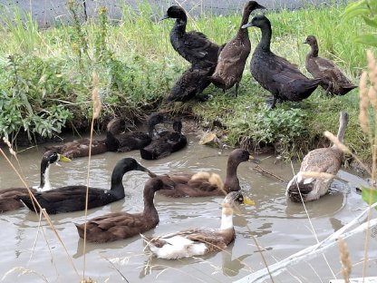 Geflügel: Laufenten und Hähne