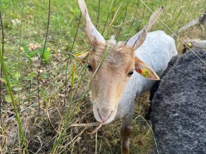 Zackelschaf Widder