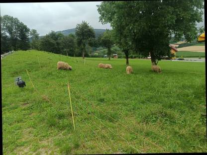 Walliser Schwarznasenschafe Auen und Widder